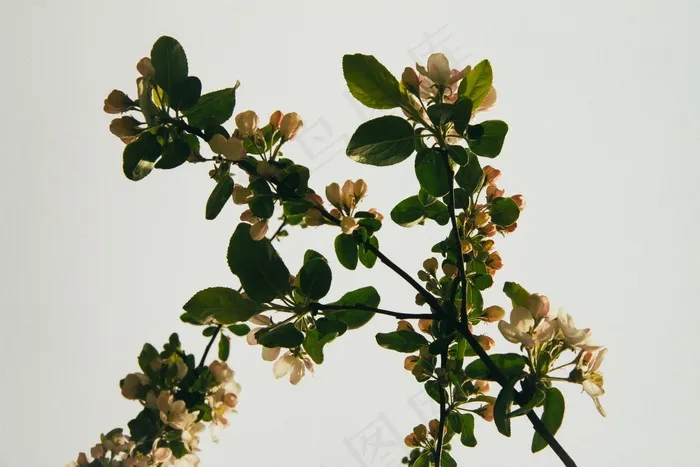 火棘,花卉,树,工笔画,盆栽植物,开花