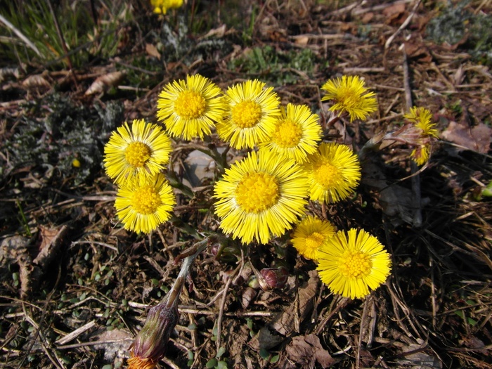 Tussilago Farfara，3月，早期绽放，黄色