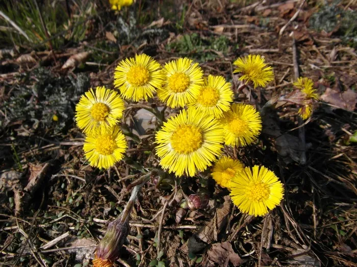Tussilago Farfara，3月，早期绽放，黄色