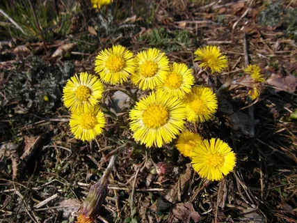 Tussilago Farfara,3月,早期绽放,黄色 Tussilago Farfara,3月,早期绽放,黄色