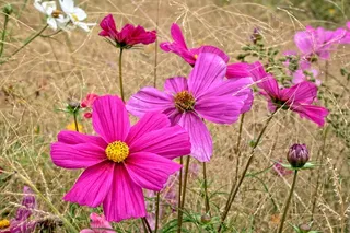 夏天，花，自然，花园，夏季植物