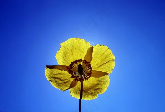 黄罂粟，花园，夏天，开花，盛开