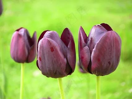 郁金香,春天,花,开花,春天,公园,盛开 郁金香,春天,花,开花,春天,公园,盛开