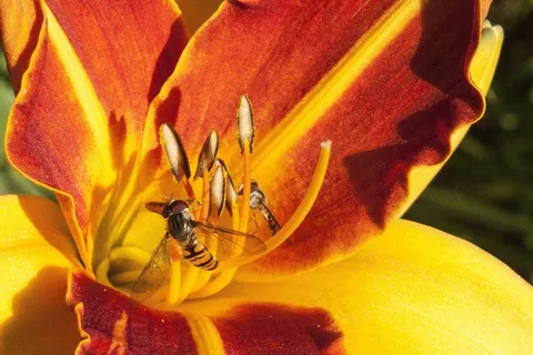 黄花菜，萱草，黄花菜花，花，植物