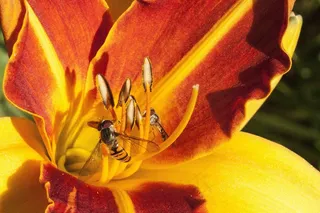 黄花菜，萱草，黄花菜花，花，植物
