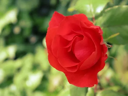 玫瑰,红色,花园,花卉,绿色,开花,盛开,植物群 玫瑰,红色,花园,花卉,绿色,开花,盛开,植物群
