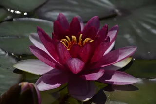 花，睡莲，湖，夏天，粉红色，开花，盛开