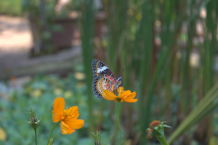 蝴蝶，昆虫，花，波斯菊，橙色，颜色