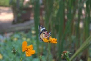 蝴蝶，昆虫，花，波斯菊，橙色，颜色