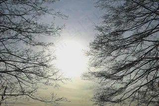 树枝，背光，道路，审美，太阳，心情