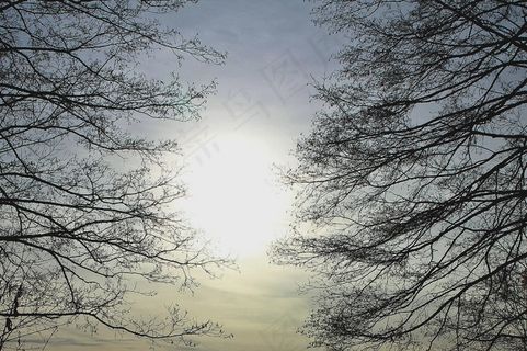 树枝,背光,道路,审美,太阳,心情 树枝,背光,道路,审美,太阳,心情