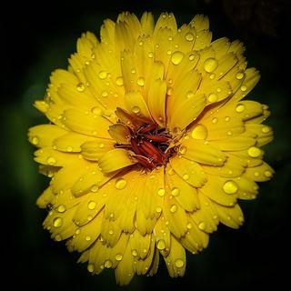 花，黄色，自然，植物学，美，美丽