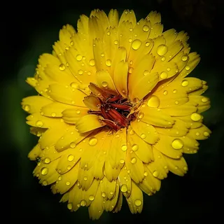 花，黄色，自然，植物学，美，美丽