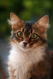 小猫,家,毛茸茸,动物,蓬松猫,宠物,肖像 小猫,家,毛茸茸,动物,蓬松猫,宠物,肖像