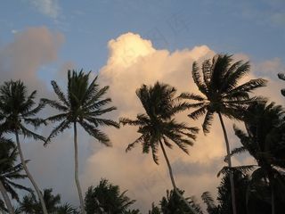 棕榈树，海滩，日落，云，暮光之城