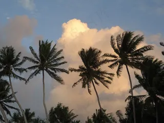 棕榈树，海滩，日落，云，暮光之城