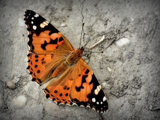 蝴蝶，海军上将蝴蝶，凡妮莎·亚特兰大