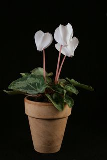 仙客来,盆栽,鲜花,室内植物,白 仙客来,盆栽,鲜花,室内植物,白