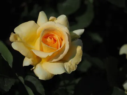玫瑰,黄色,黄色的花朵,玫瑰花园 玫瑰,黄色,黄色的花朵,玫瑰花园