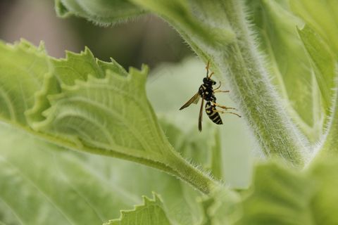 黄蜂，向日葵，昆虫，花园，植物，绿色，叶
