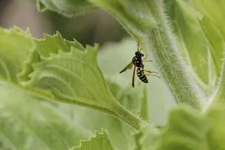 黄蜂，向日葵，昆虫，花园，植物，绿色，叶