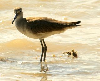 小黄腿，鸟，涉水，海鸟，涉水