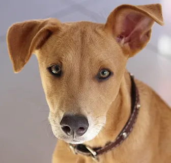 狗，幼犬，头，小狗，可爱，棕色，非洲人