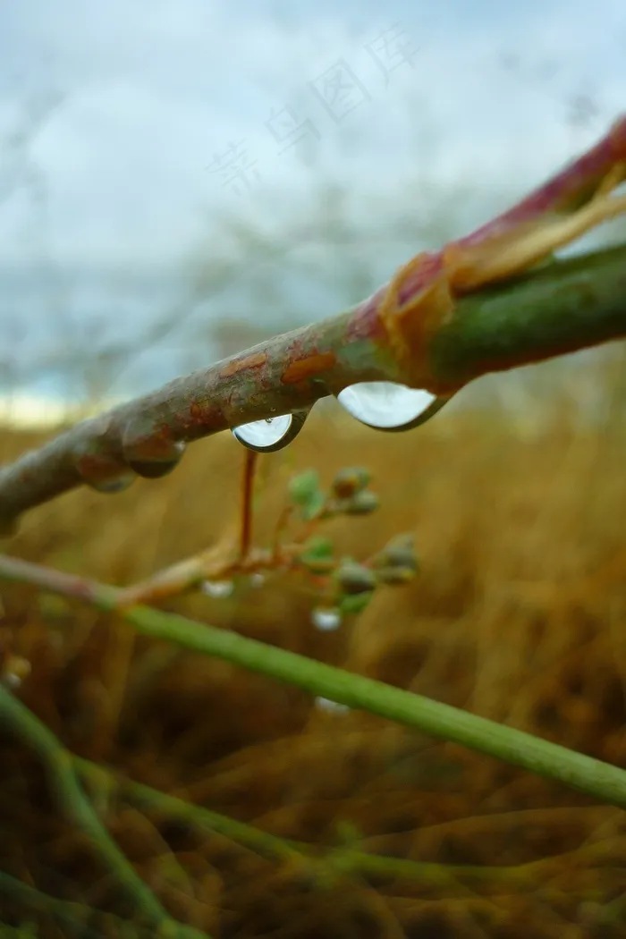 滴眼液，水，雨，灌木，湿，潮湿，水分，场