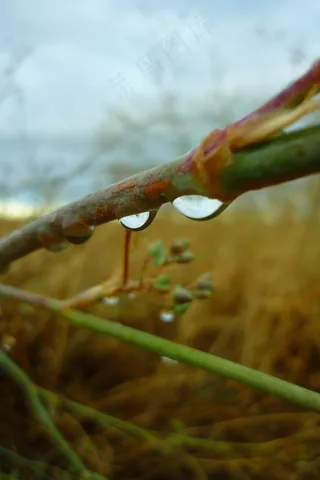 滴眼液，水，雨，灌木，湿，潮湿，水分，场