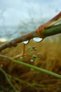 滴眼液,水,雨,灌木,湿,潮湿,水分,场 滴眼液,水,雨,灌木,湿,潮湿,水分,场
