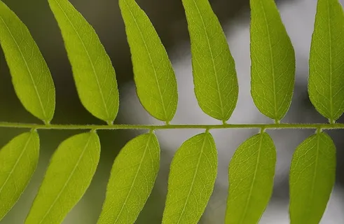 叶子,嫩枝,绿色,植物,自然 叶子,嫩枝,绿色,植物,自然