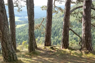 松树，树木，组，圆，半圆，树干