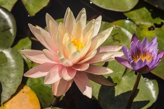 Nuphar Lutea，池塘，Rosengewächs湖，水生植物