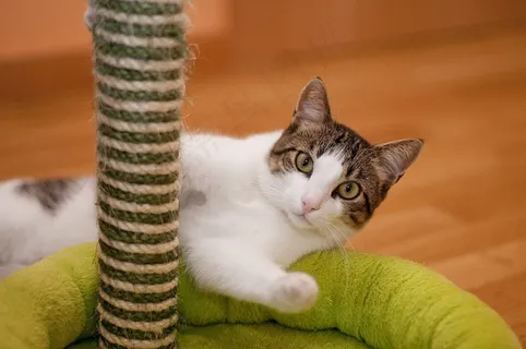 猫,眼睛,基蒂,猫的,可爱,动物,家养,宠物 猫,眼睛,基蒂,猫的,可爱,动物,家养,宠物
