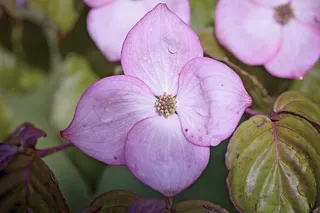 开花，盛开，粉红色，嫩枝，自然