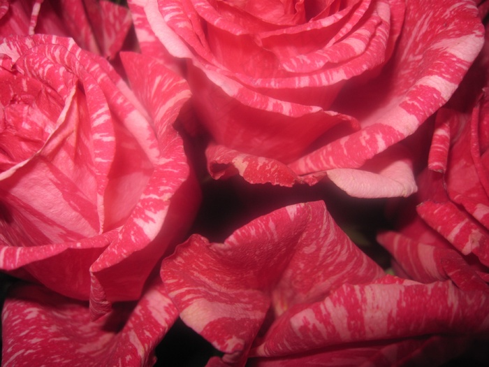 鲜花，花瓣，粉红色，玫瑰，红色，花的，开花