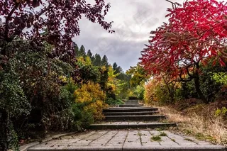 楼梯，路径，自然，树木，人行道，景观