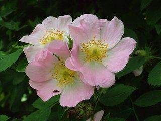 夏天，花，开花，粉红色