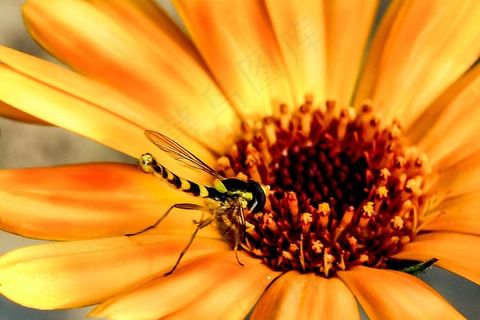 鲜花，昆虫，飞，Hoverfly，关闭