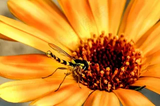 鲜花，昆虫，飞，Hoverfly，关闭