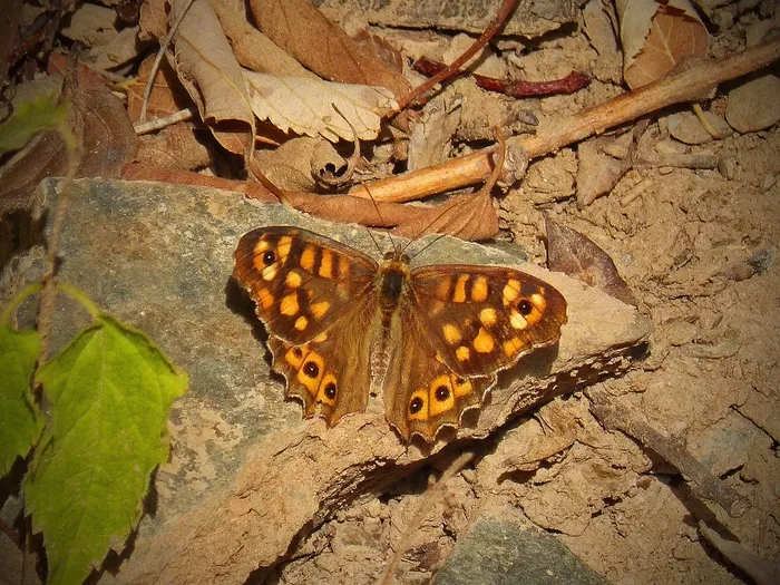 帝王蝶，橙色，细节