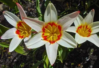 花，白色，橙色，黄色，复活节