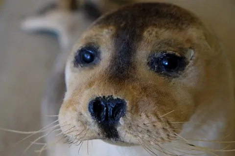 海豹，鼻子，长袍，Meeresbewohner，动物，北海