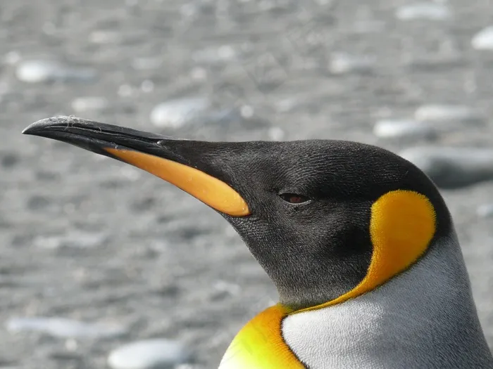 企鹅王，企鹅，Aptenodytes Patagonicus