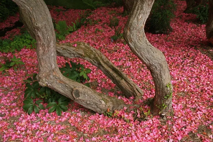 杜鹃花开花，北威尔士Bodnant花园