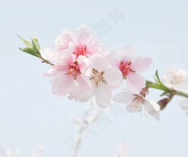 桃花,风景,花朵 桃花,风景,花朵