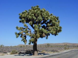 约书亚树，约书亚树国家公园，国家公园