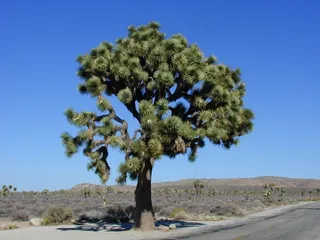 约书亚树，约书亚树国家公园，国家公园