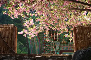 部分，粉红色，鲜花，庙，入口，月亮