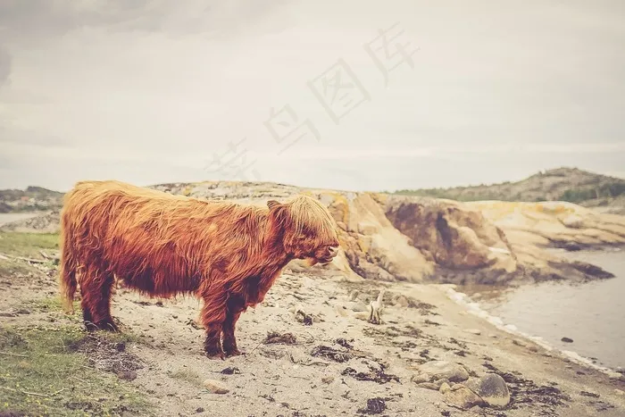 哺乳类,高地牛,牦牛,图画,树,沙动物公牛
